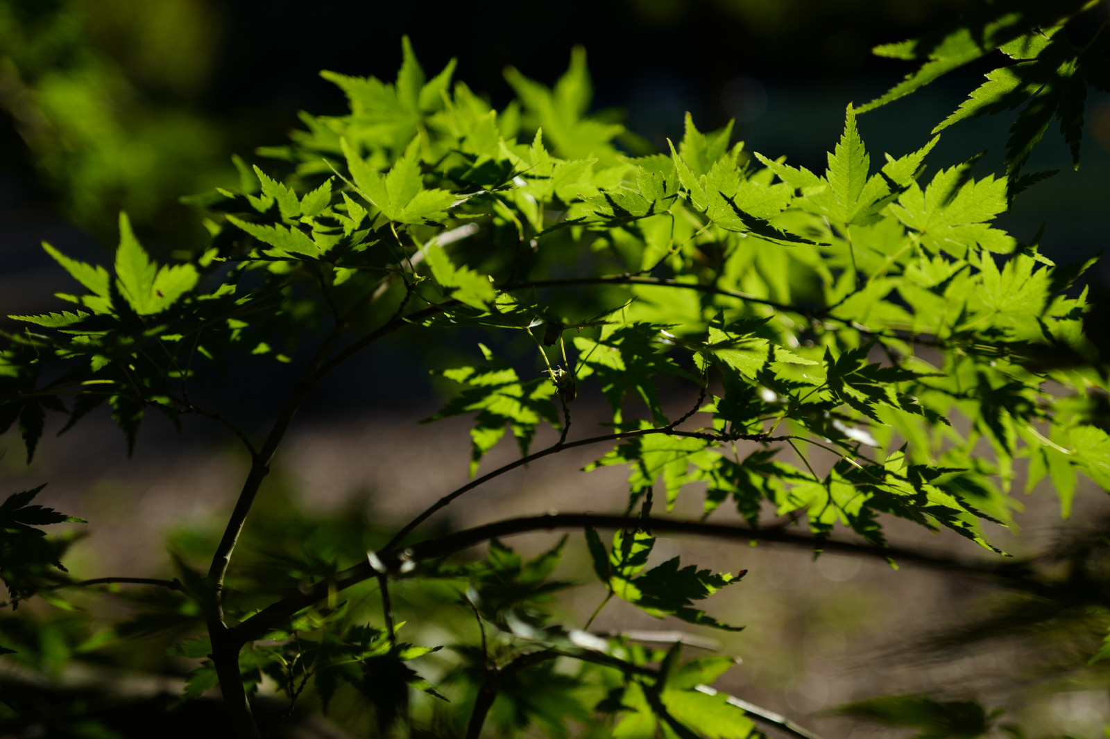 Japonsko, slunečnímu záření, les, Příroda, tráva, větev, zelená, džungle, Leica, Tokio, deštný prales, jp, strom, podzim, list, květ, rostlina, flóra, vegetace, Shinjuku, shinjukugyoen, summilux, leicaq, summilux1728, q, 1728, zálesí, místo výskytu, přírodní prostředí, botanika, suchozemská rostlina, dřevina, opadavý, javor