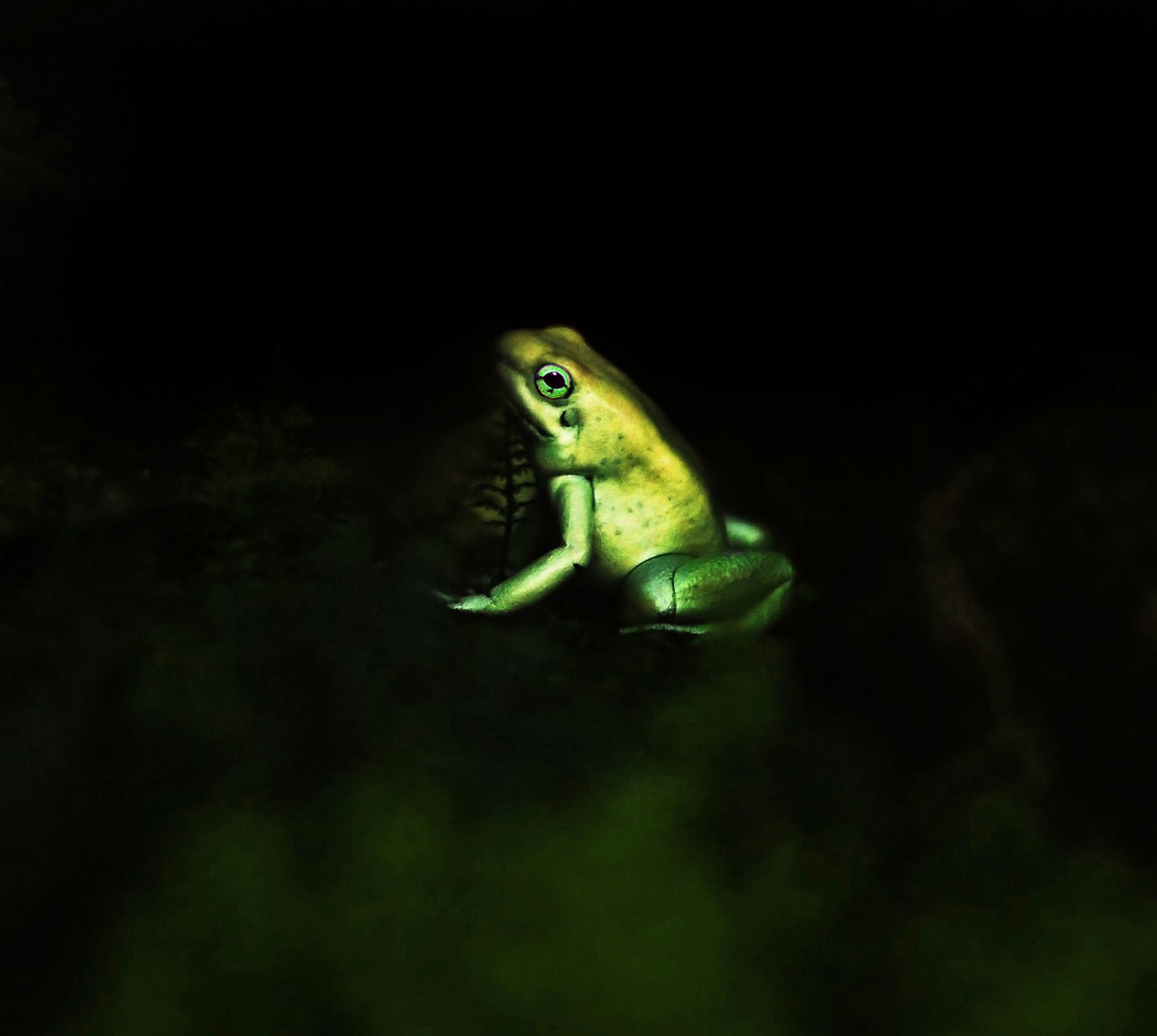 noc, zelená, nádrž, Volně žijících živočichů, žába, obojživelník, Nikon, zoologická zahrada, zlato, Miami, metro, děsivý, 85mm, rokinon, zlatý, divoký, tma, obratlovců, makro fotografie, Ranidae, Rosnička, organismus, D60, šipka, posion, Fletcher, Gail, Posinous