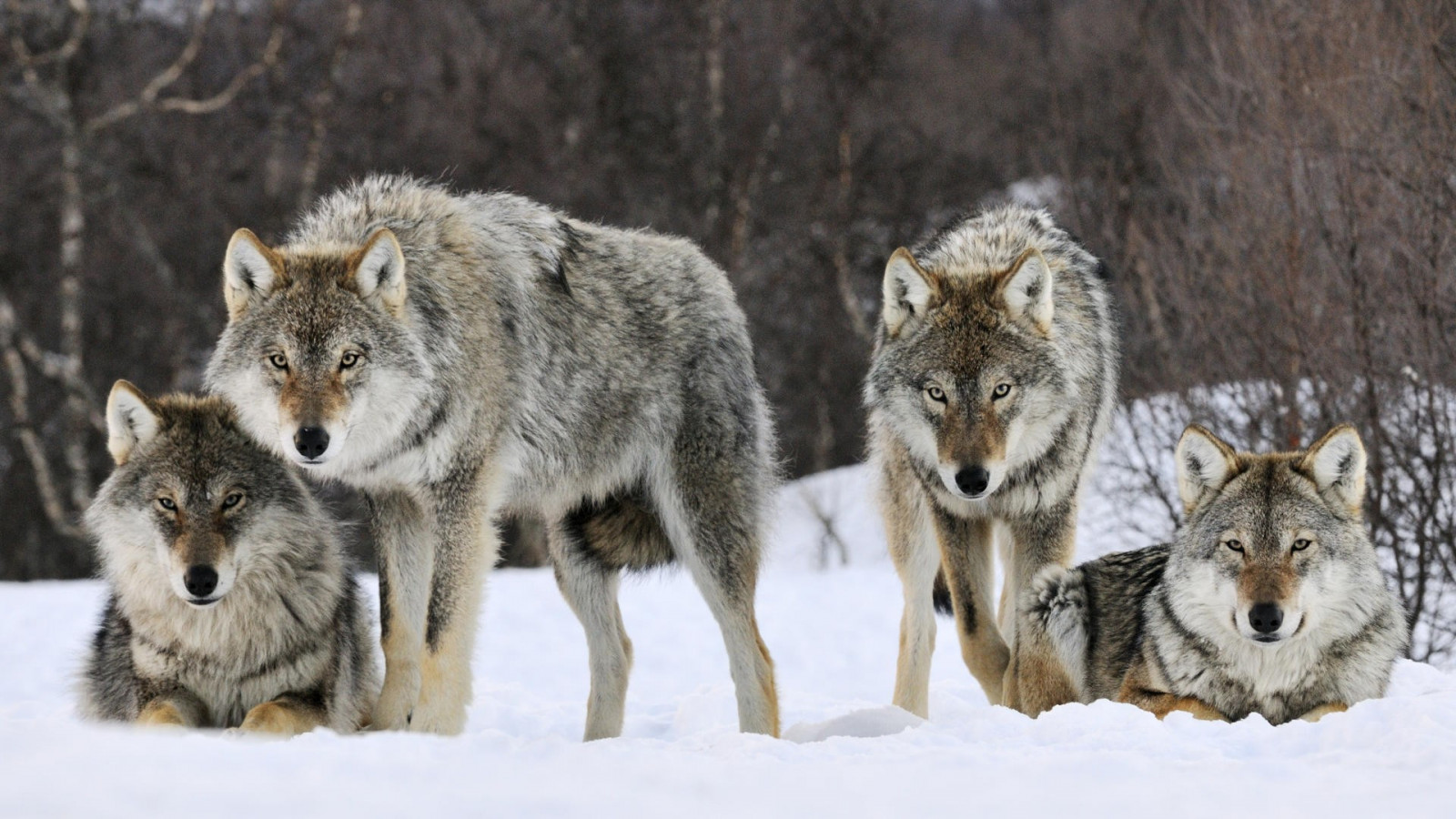 dieren, sneeuw, dieren in het wild, wolf, fauna, zoogdier, gewerveld, Wolf hond, Saarlooswolfhond, hond als zoogdier, hondenras groep, hond van groenland, czechoslovakian wolfdog, canis lupus tundrarum, rode wolf