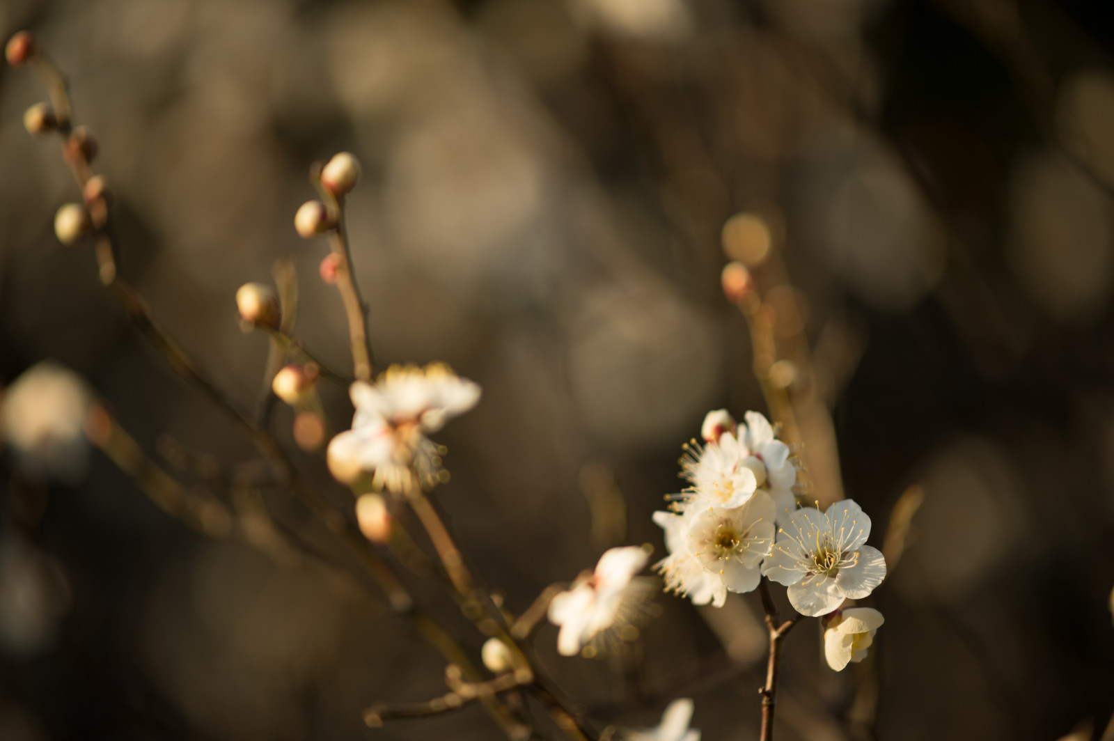 Japonsko, slunečnímu záření, jídlo, Příroda, fotografování, větev, Třešňový květ, Nikon, květ, jaro, Tokio, jp, strom, NIKKOR, podzim, list, květ, rostlina, sezóna, švestka, UME, flóra, afs105mmf14eed, afsnikkor105mmf14eed, df, Ikegami, japaneseapricot, ikegamiplumpark, větvička, vyrobit, botanika, zblízka, makro fotografie