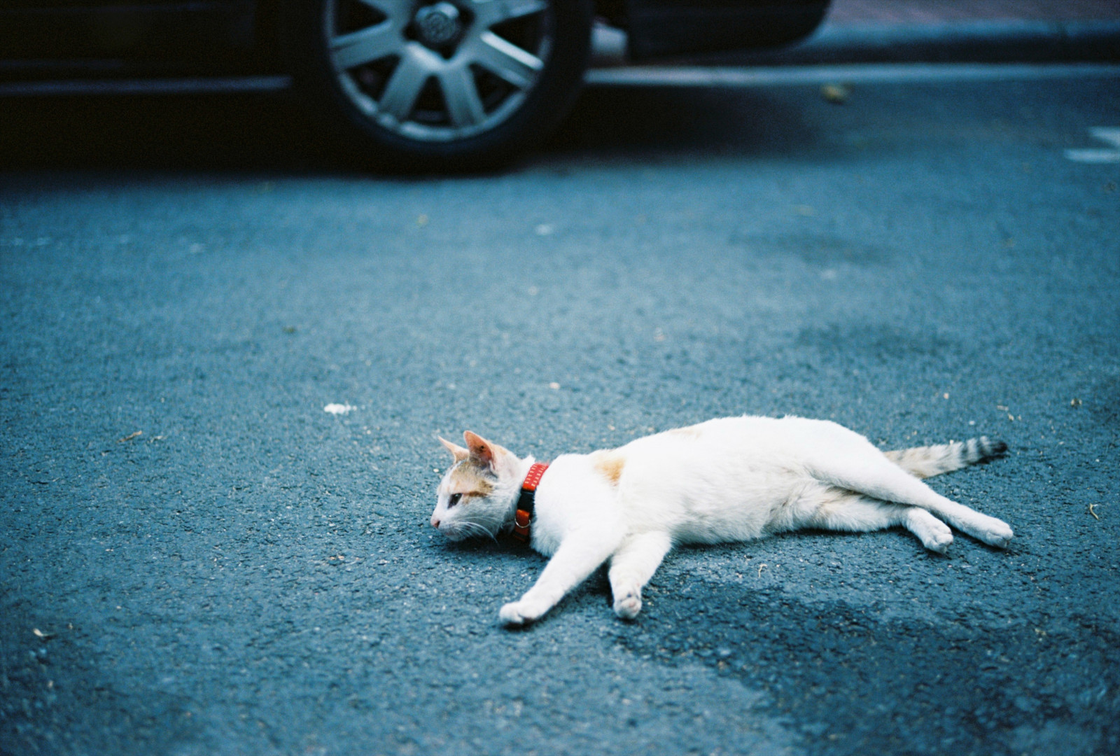 guangzhou, film, kočka, fotoaparát značky kodak, leicam7, Dongshan, lyingdown, streetsnap, leicasummicronm50mmf2, ektar100, marchphotopostedinmay