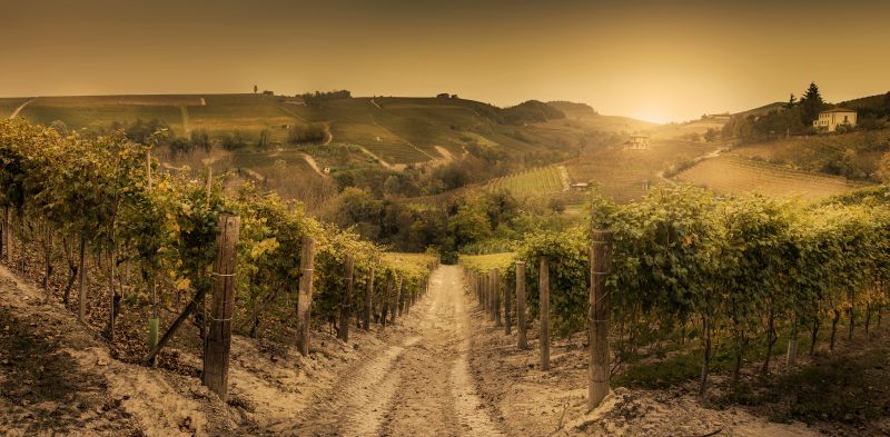 sky, agriculture, hill, rural area, morning, vineyard sky, agriculture, hill, rural area, morning, vineyard