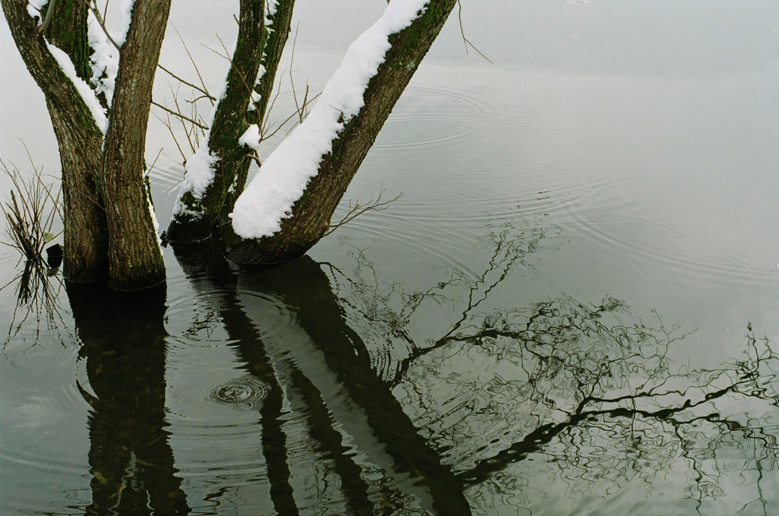 jezero, voda, odraz, nebe, sníh, zima, větev, řeka, banka, bažina, Olympus, mokřadní, strom, 50mm, rostlina, film, vlnění, bayou, větvička, dřevina, OM1, olympusom1, vodní zdroje, Gzuiko50mmf14, Lakeyogo