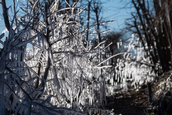 snow,winter,branch,ice,cold,frost