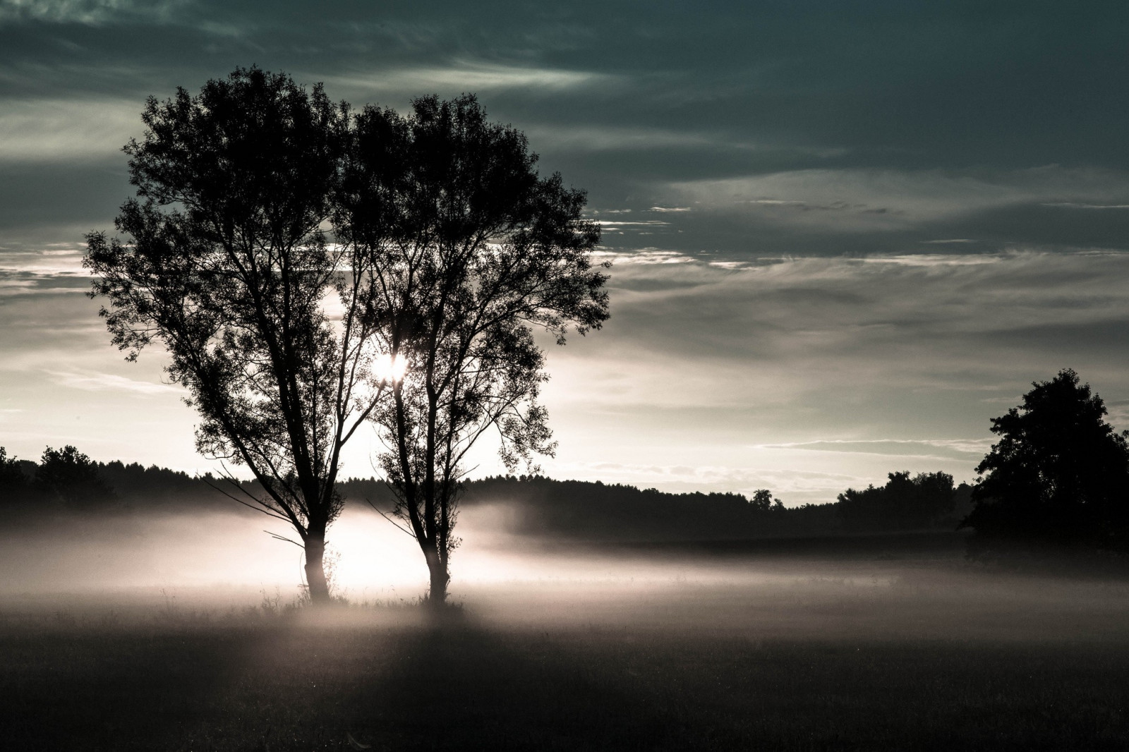 luce del sole, alberi, paesaggio, monocromo, tramonto, natura, riflessione, cielo, Alba, sera, mattina, nebbia, Sole, orizzonte, atmosfera, crepuscolo, leggero, nube, albero, tempo metereologico, alba, pianta, oscurità, fenomeno atmosferico, bianco e nero, pianta legnosa
