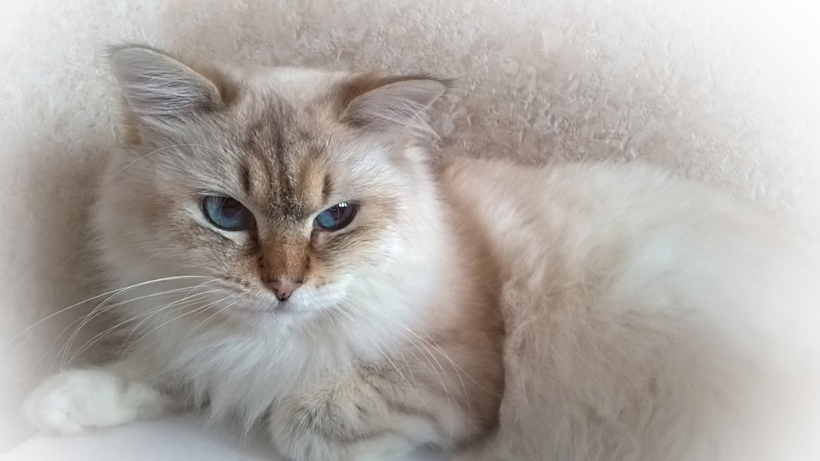 Wallpaper white, animals, nose, whiskers, skin, vertebrate, close up