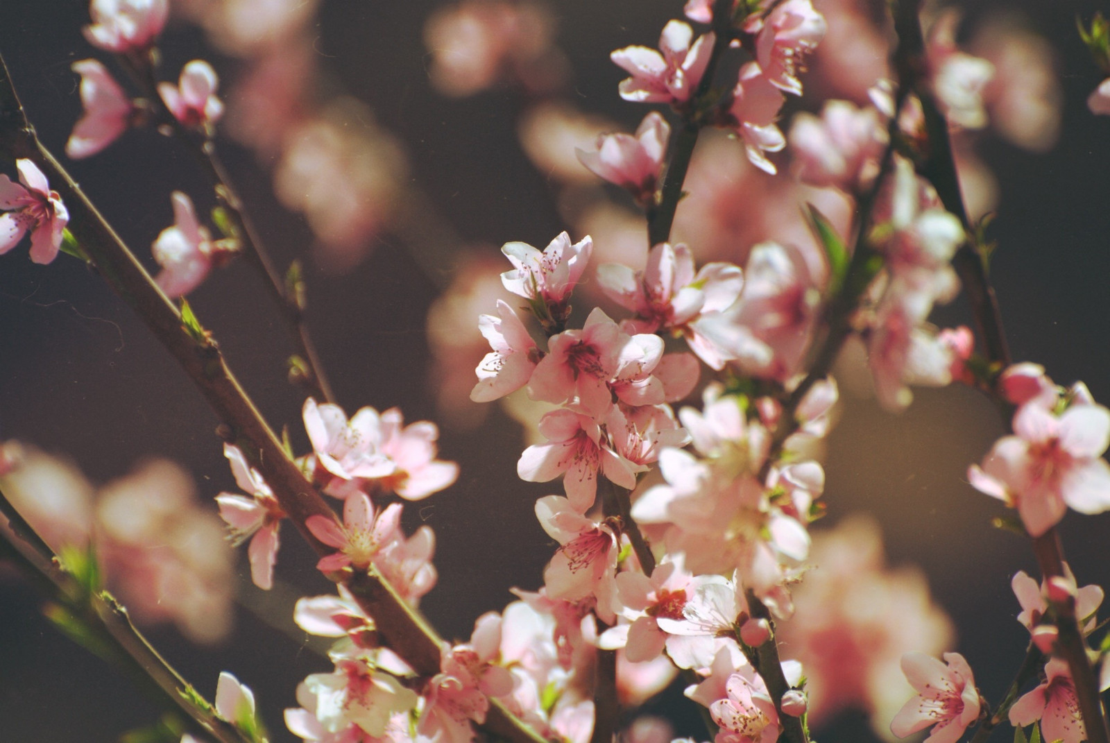 Bakrunner : 2294x1536 px, rosa blomster 2294x1536 - 4kWallpaper ...
