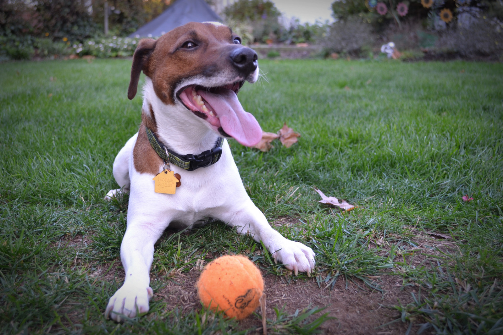 tráva, fotografování, Pes, Nikon, Vynést, Zvedák, Jack Russell teriér, lovecký pes, flickr, rostlina, štěně, psi, D3100, nikond3100, russell, Harvey, čenich, pes jako savec, psí kříženci, psí plemeno, ohař, Vážený pane, beagle, teriér, JRT, jackrussell, jackrussellterrier, anglický Foxhound, lovecký pes, Russell teriér, dánština švédština farmdog, Issac, Sirharveyissac, companion dog, plummer terrier