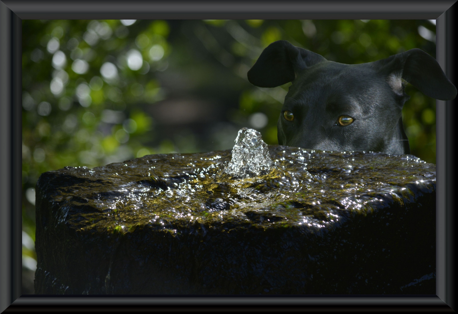 voda, Pes, Volně žijících živočichů, kašna, sledování, Recyklovat, upřený pohled, fauna, savec, hlídat, zachování, bdělý