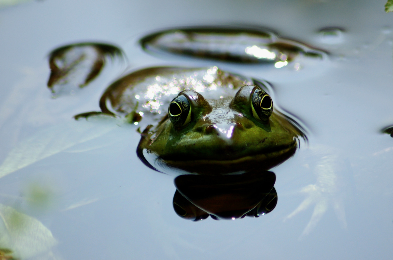 voda, zelená, žába, obojživelník, ropucha, 2007, anawesomeshot, naturesfinest, instantfave, abigfave, fauna, Soe, impressedbeauty, superbmasterpiece, diamondclassphotographer, blueribbonwinner, onlythebestare, searchthebest, zblízka, makro fotografie, Ranidae, Rosnička, organismus, skokan volský, Yourefunnyimlolyourcomment