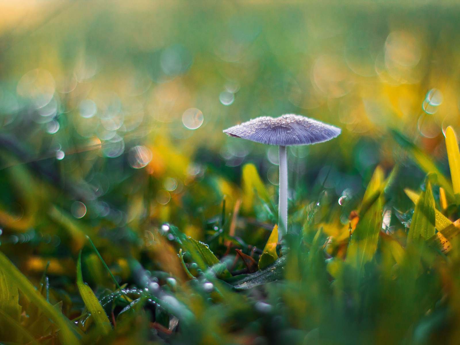 slunečnímu záření, barvitý, zahrada, voda, Příroda, tráva, detailní, nadreálný, žlutý, ráno, kouzlo, slunce, Kánon, svět, život, bokeh, jaro, rosa, Lightroom, zakletý, ostrý, Soustředit se, zlatý, 50mm, list, barvy, hodina, zavřít, f18, umělecký, svítání, nahoru, rostlina, micro, krása, flóra, úžasný, vegetace, louka, fantazie, 600D, víla, složení, počítač tapeta, zblízka, makro fotografie, tráva rodina, závod stonek, vlhkost, Colorblast