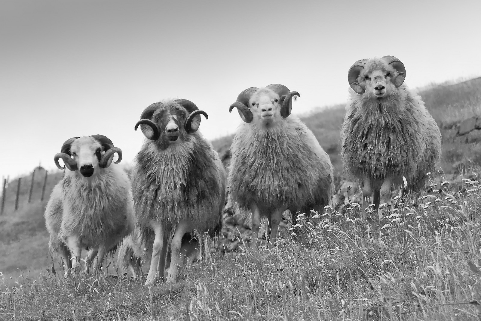 oceán, život, ulice, město, cestovat, západ slunce, divoký, nebe, lidé, hudba, abstraktní, hory, Studený, cestování, led, voda, barvy, počasí, architektura, portréty, svítání, odrazy, chůze, světla, Island, momenty, Volně žijících živočichů, zkoumání, kouzlo, jezírka, Panorámy, koza, minimální, prozkoumat, pozemky, památky, emoce, ovce, cluds, Islanda, panorami