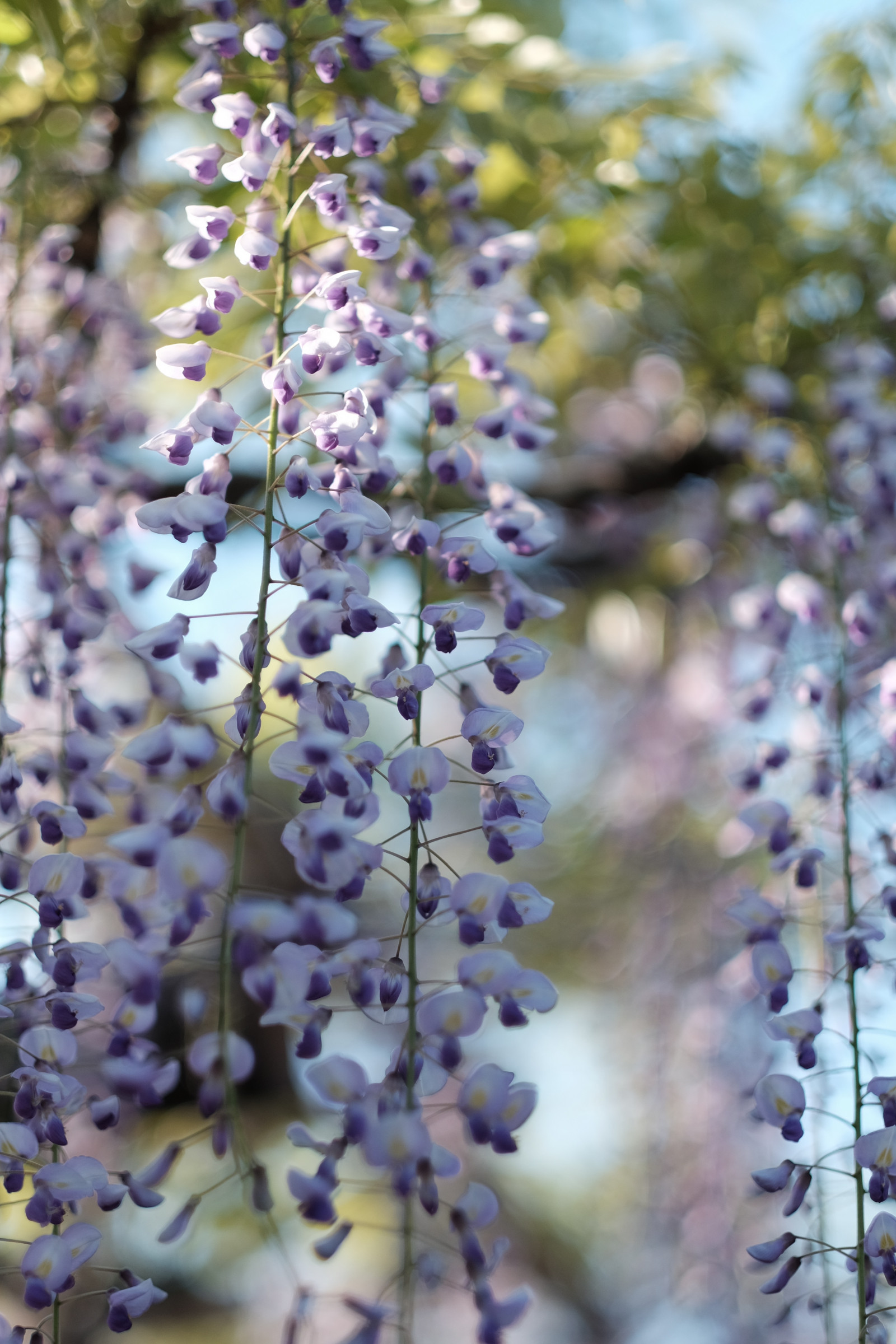 Japonsko, Příroda, větev, květ, jaro, Tokio, Fujifilm, vistárie, strom, list, květ, rostlina, flóra, Fujinon, x, xf56mmf12r, xf56mm, Kameido, XT1, kameidotenjin, divoká rostlina, vyrobit, botanika, suchozemská rostlina, kvetoucí rostlina, keř, makro fotografie