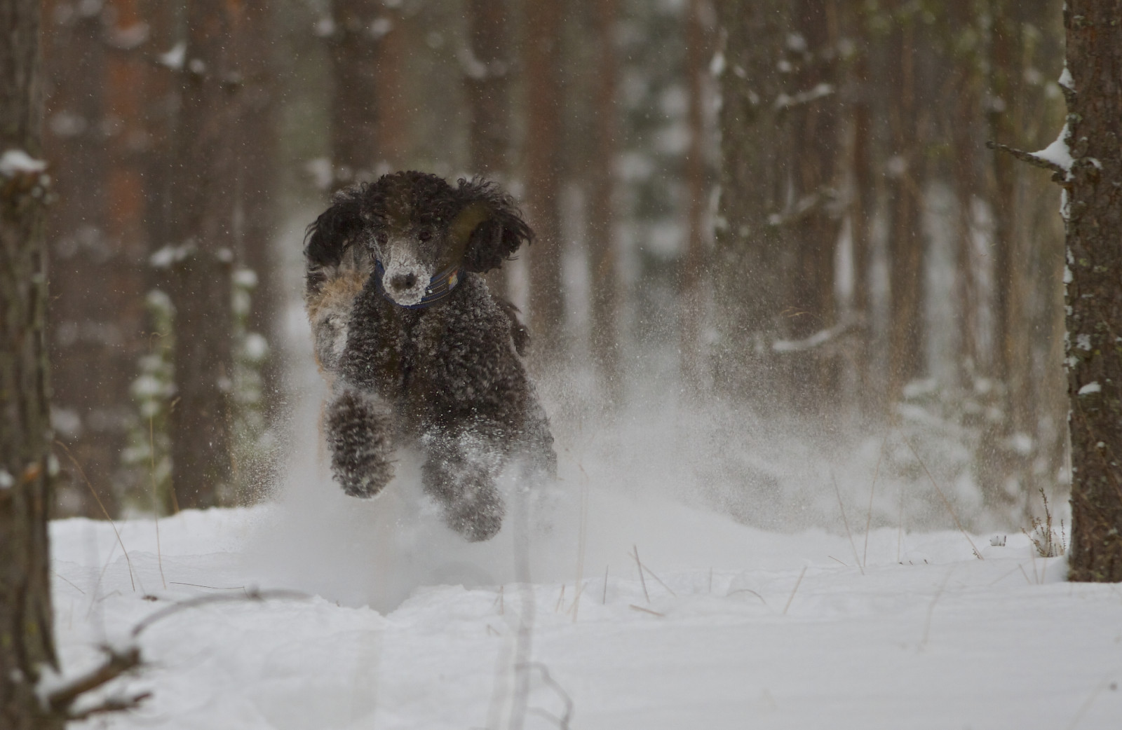 Wallpaper : winter, copyright, dogs, Canon, Finland, fun, eos, jumping