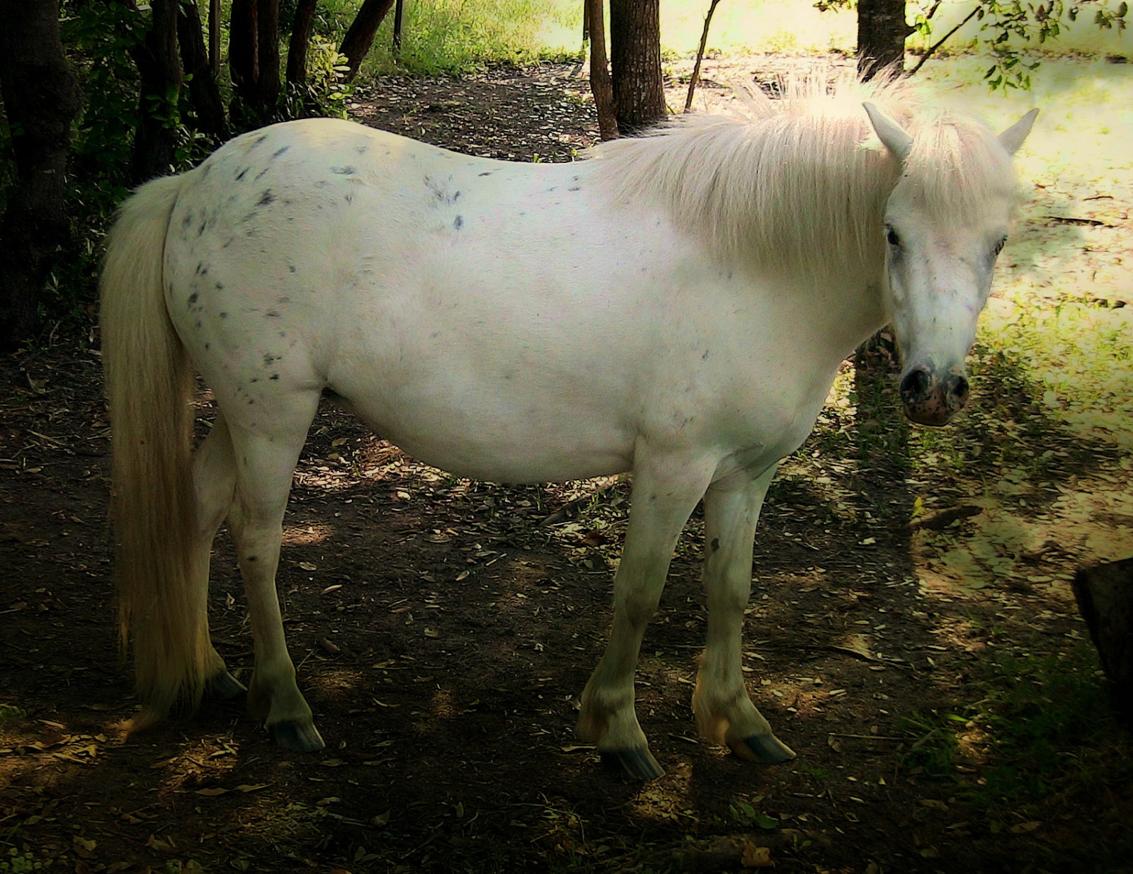 zvěř, stvoření, kůň, tráva, textura, Francie, Korsika, poník, Hříbě, strom, zvíře, cestovat, prozkoumat, hospodářská zvířata, pastvina, textur, Insel, corse, isola, kobyla, fauna, Akdeniz, řada, Frankreich, plavby, Urlaub, reisen, roba66, effecte, chevaux, kůň, Zvířata, ostrůvek, korsika, corsicaisland, čenich, hříva, kůň jako savci, hřebec, mustang kůň, pack animal, caballo, pferd, trabalho, Schimmel