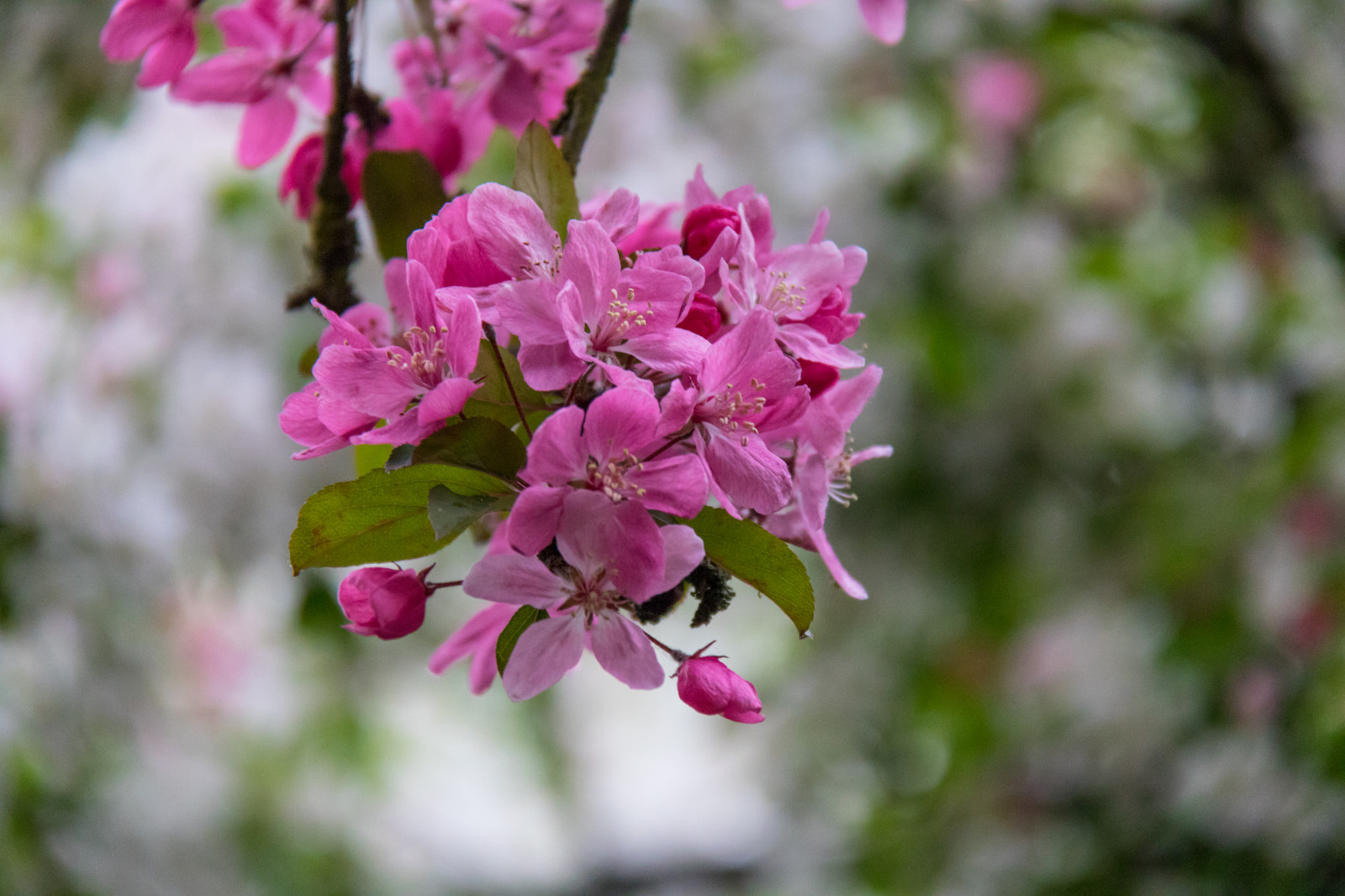 Příroda, větev, Třešňový květ, květ, růžový, jaro, list, květ, rostlina, flóra, Blomma, parku Stadsparken, Trelleborg, okvětní lístek, Blom, divoká rostlina, botanika, suchozemská rostlina, kvetoucí rostlina, dřevina, keř, makro fotografie