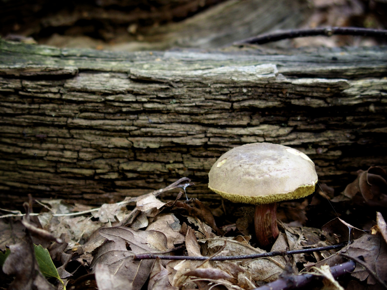 stromy, letní, hnědý, zelená, Příroda, houba, les, záznam, les, kůra, Sherwood, 2014