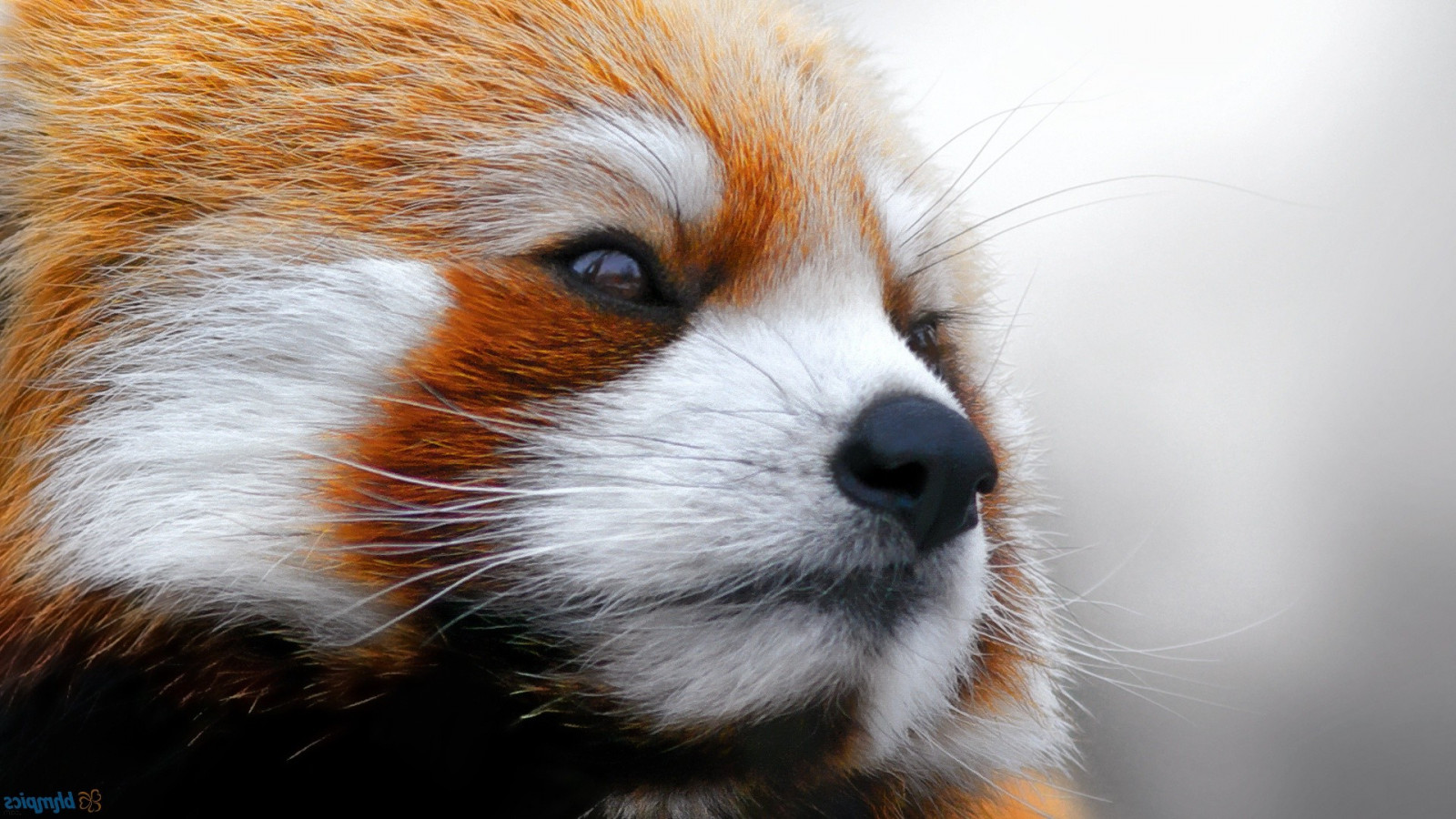 Wallpaper : 1920x1080 px, animals, red panda 1920x1080 - wallpaperUp