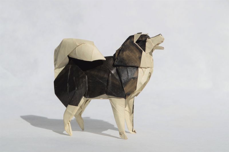 paper, origamipapercraft, dogsinart, dog, lapphund, finnishlapphund paper, origamipapercraft, dogsinart, dog, lapphund, finnishlapphund