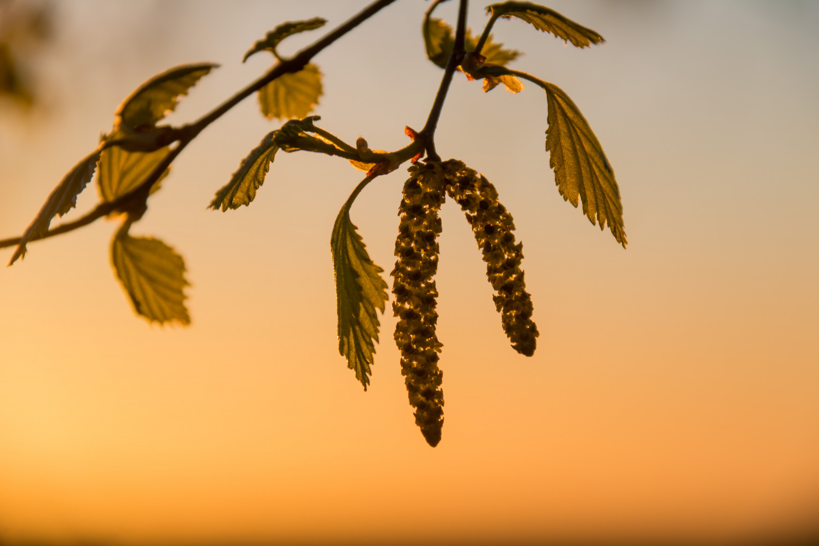 luce del sole, tramonto, natura, ramo, Alba, giallo, mattina, polline, betulla, Bj rk, leggero, albero, autunno, foglia, fiore, alba, pianta, stagione, ora d'oro, flora, ljus, l v, s dersl TT, Gryning, modello canoneos760d exif, geocountry, Marca fotocamera Canon, Geocity, modello di fotocamera canoneos760d, geostate, geolocalizzazione, Lente exif efs18200mmf3556is, exif focalLength 200 millimetri, exif fare canon, exif ISOSPEED 100, apertura exif 71, gyllenetimmen, h ngbj rk, ramoscello, pianta legnosa, avvicinamento, fotografia macro, famiglia di erba, staminali vegetali, Arecales