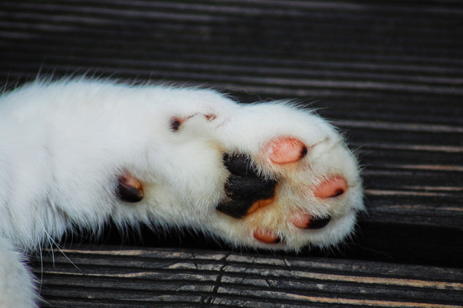 Wallpaper paw, cat, spots 3008x2000 CoolWallpapers 1182841 HD