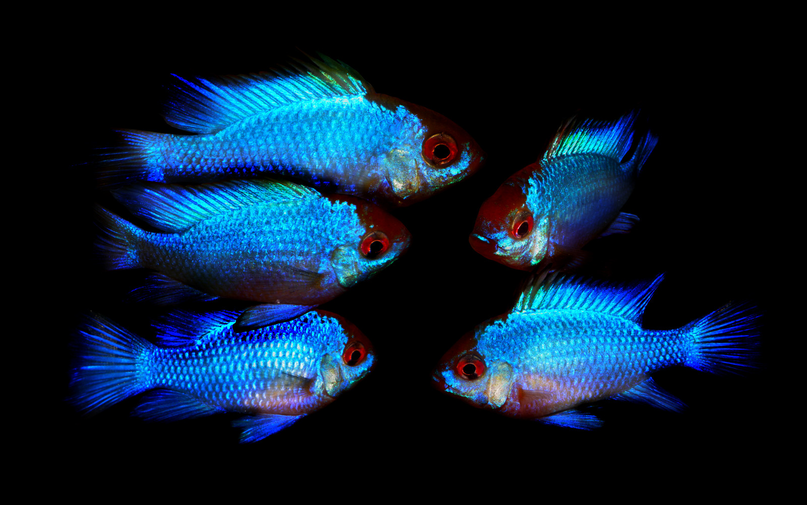 Ryba, mořská biologie, organismus, Pod vodou, petrolejově modrá, korálový útes fish, Pírko, Pomacentridae, hlubinné ryby, pomacanthidae, počítač tapeta, sladkovodní akvárium, zobák, ocas, křídlo