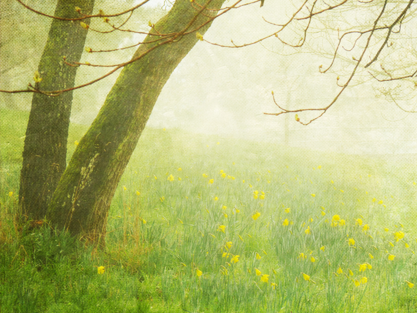 slunečnímu záření, krajina, les, Příroda, tráva, pole, větev, zelená, žlutý, ráno, květ, jaro, strom, list, květ, lučina, sakura, flóra, pastvina, vegetace, narcis, louka, divoká rostlina, trávník, magicunicornmasterpiece, besteverexcellencegallery, zálesí, prérie, háj, creativephotocafe, ekosystém, tráva rodina, hořčice závod, sakurahanami, Hami