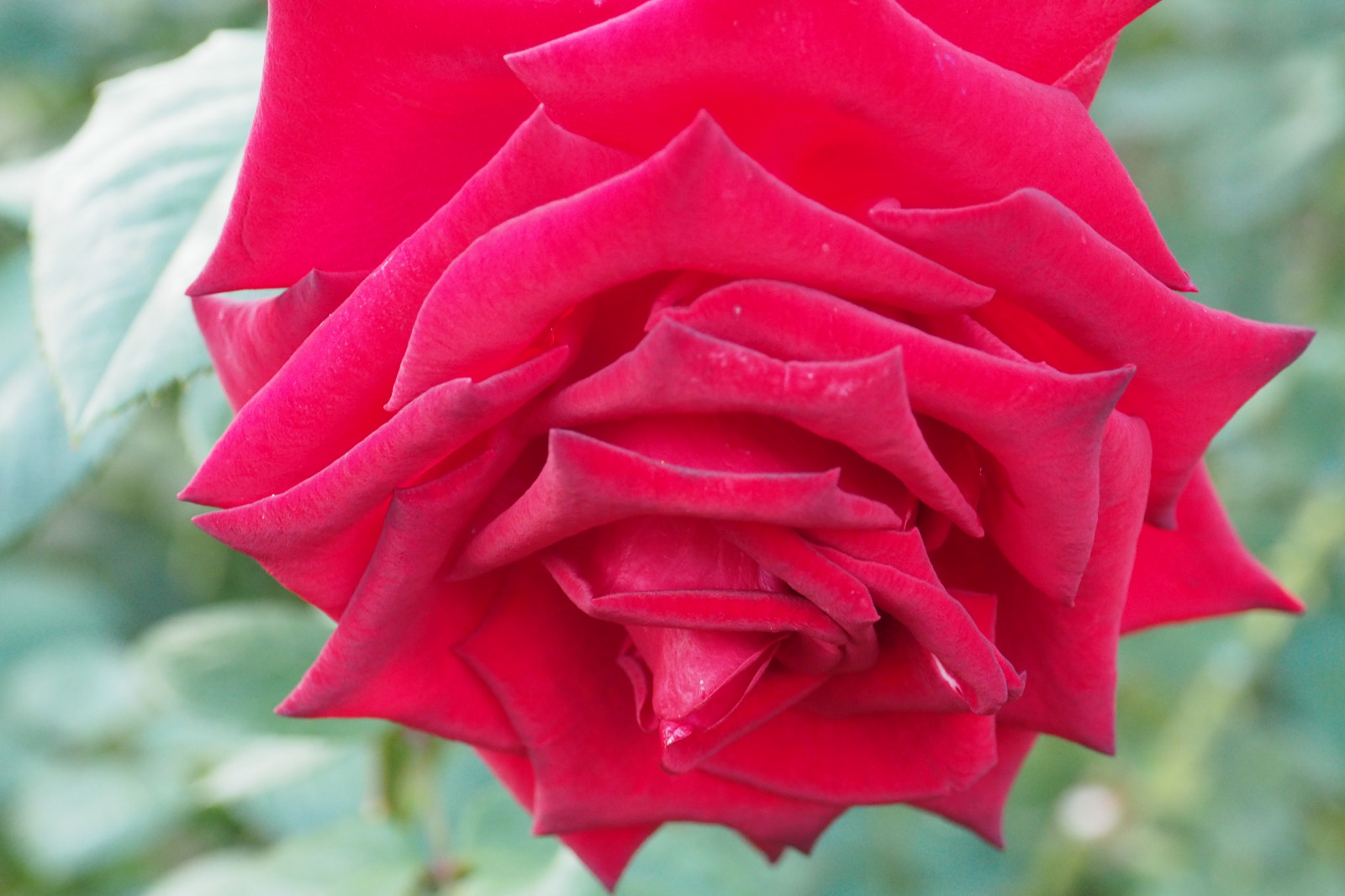 Japan, rød, Rose, lyserød, Tokyo, Olympus, Jp, blomst, plante, flora, kronblad, mzuiko, kyufurukawagarden, OMD, EM5, omdem5, mzuikodigital1250mmf3563, mzuiko1250, em5mark2, omdem5mark2, jord plante, blomstrende plante, makrofotografering, stængelplante, haveroser, rosenfamilien, steg ordre, floribunda, rosa Centifolia