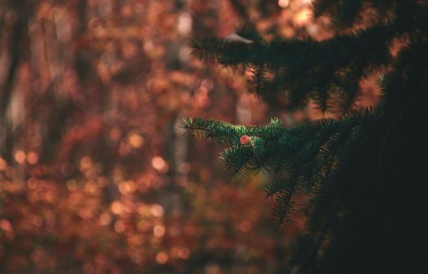 plant,twig,terrestrial plant,larch,Evergreen,Natural landscape
