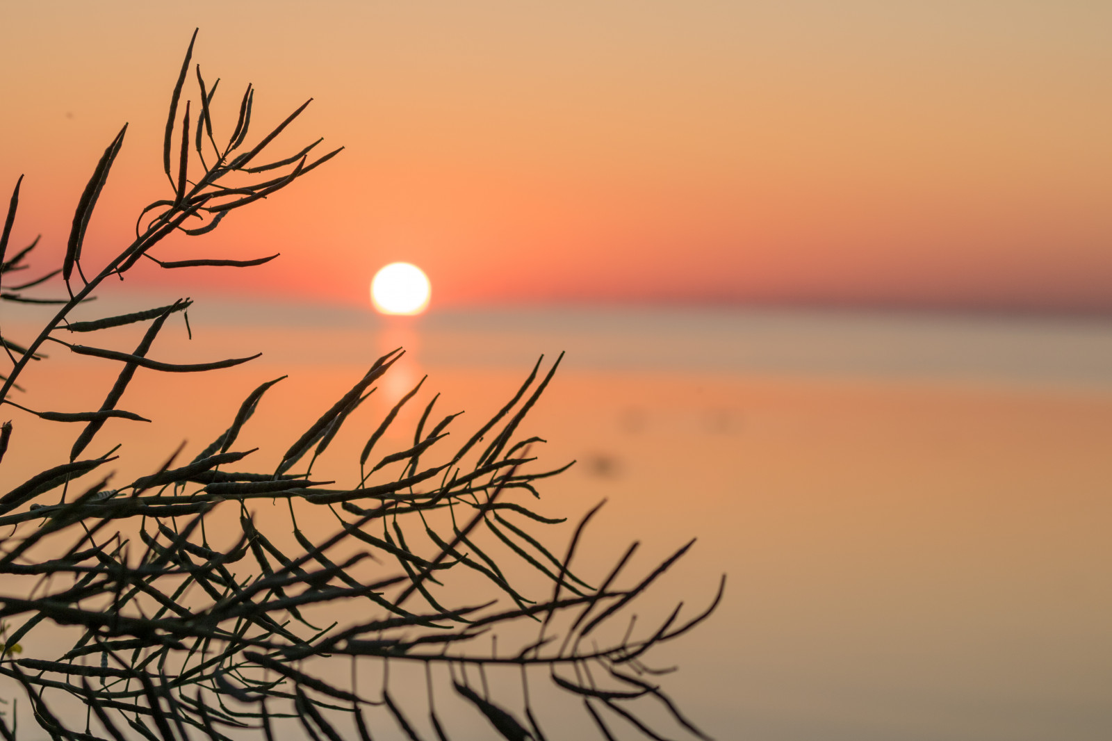 slunečnímu záření, západ slunce, moře, voda, odraz, nebe, větev, svítání, večer, ráno, pobřeží, slunce, horizont, soumrak, slunce, svítání, světlice, solnedg ng, vatten, hav, kust, exif modelu canoneos760d, geocountry, Kamera aby kánon, geocity, Model fotoaparátu canoneos760d, geostate, geolocation, EXIF otvor 56, exif aby kánon, EXIF isospeed 100, exif focallength 70mm, EXIF ef70300mmf456lisusm čočka, Falsterbro, atmosférický jev, tráva rodina