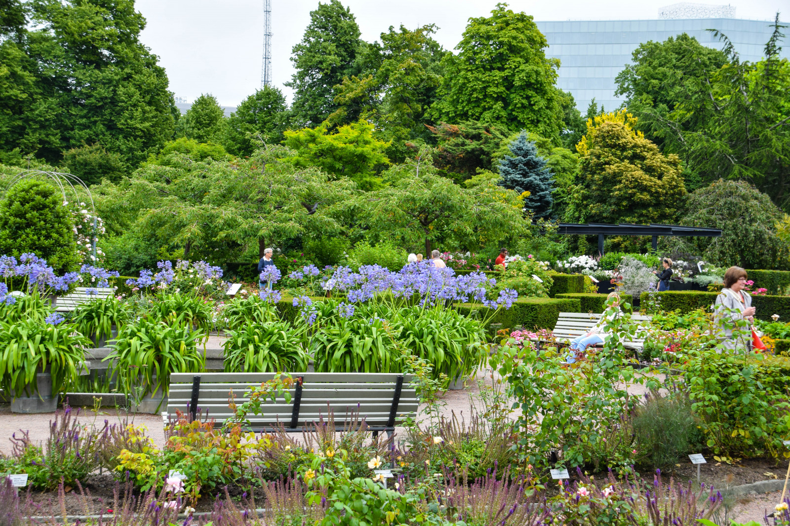 have, by, Sverige, Europa, baggård, Sverige, blomst, gård, plante, cityview, flora, SE, Gade syn, gøteborg, g teborg, v strag talandsl n, tr dg rdsf reningen, græsplæne, skov, botanik, blomstrende plante, Busk, Botanisk Have, landskabsarkitekt