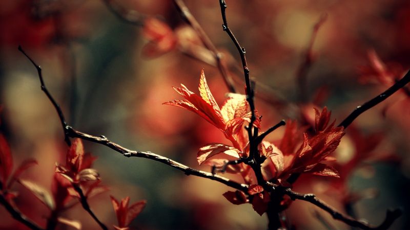 sunlight, nature, red, plants, branch, blossom sunlight, nature, red, plants, branch, blossom