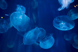 デスクトップ壁紙 海 イタリア 水族館 クラゲ ジェノバ ジェノヴァ アクアリオ 4608x3072 デスクトップ壁紙 Wallhere