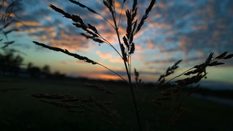 sunlight, sunset, nature, reflection, grass, landscape sunlight, sunset, nature, reflection, grass, landscape