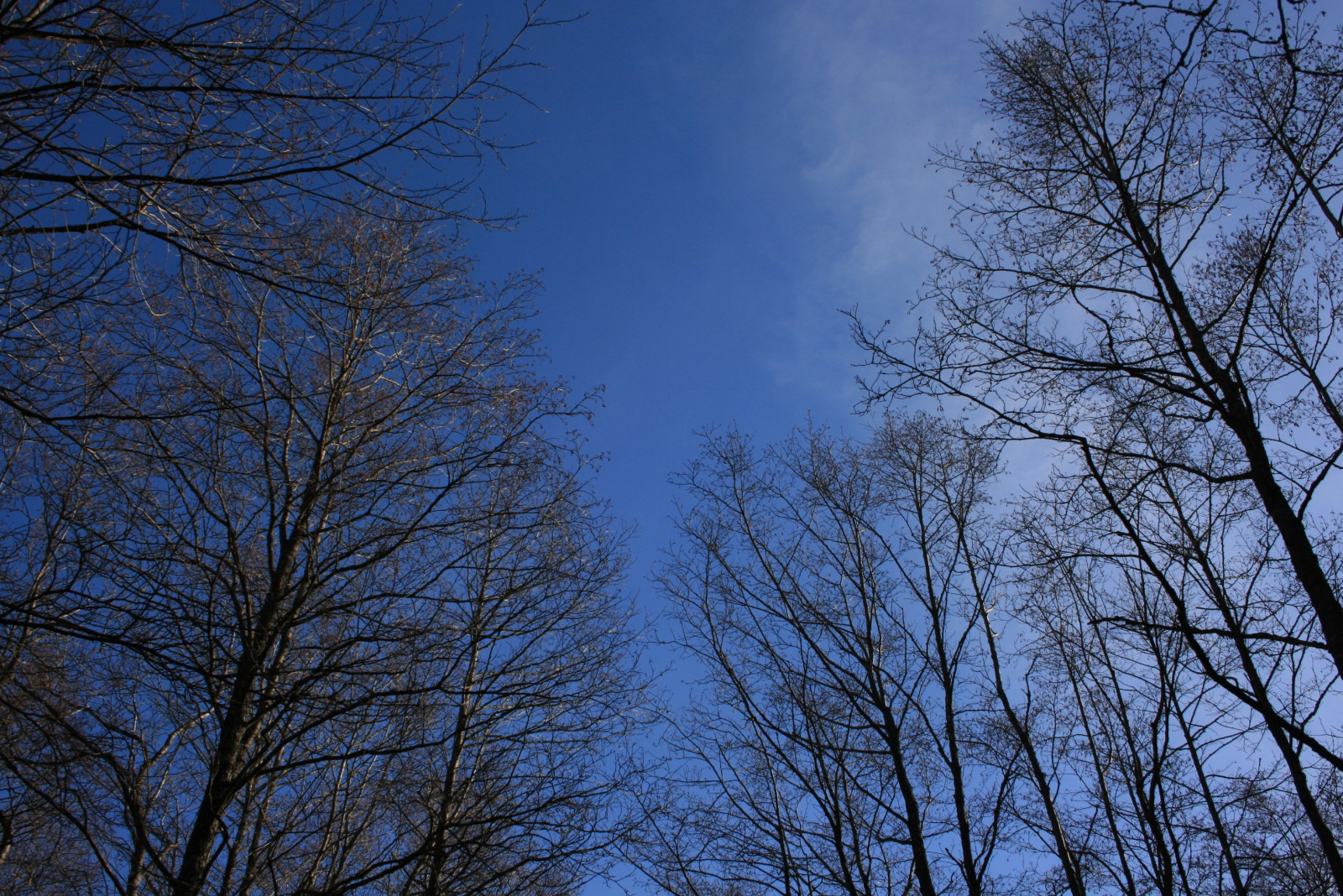 luz solar, Árvores, floresta, natureza, céu, neve, inverno, ramo, tarde, atmosfera, Congelando, nuvem, árvore, plantar, estação, Fenômeno atmosférico, Planta lenhosa