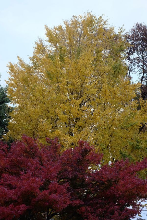branch,Tokyo,fujifilm,tree,autumn,leaf