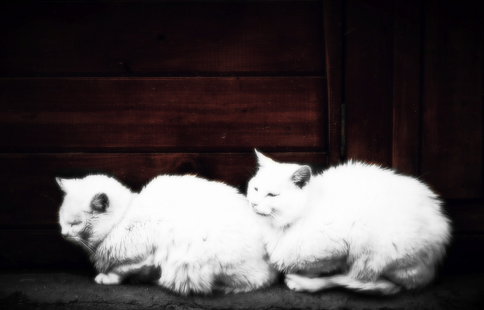 สีขาว, ดำ, แมว, ขาวดำ, มืด, ธรรมชาติ, กลางแจ้ง, หมอก, ฝรั่งเศส, ขนสัตว์, เครา, ภาษาฝรั่งเศส, ฤดูใบไม้ผลิ, สัตว์เลี้ยง, แมว, พานาโซนิค, ศิลปะ, เบา, สัตว์, แมว, ลูกแมว, ฝรั่งเศส, ดิจิตอล, lumix, สัตว์เลี้ยงลูกด้วยนม, frankreich, Bourgogne, frankrijk, animaux, ดำและขาว, ถ่ายภาพขาวดำ, สัตว์มีกระดูกสันหลัง, fz50, แมวเหมือนสัตว์เลี้ยงลูกด้วยนม, จมูก, แมวขนาดเล็กถึงขนาดกลาง, carnivoran, เบอร์กันดี, selectivecoloring, francais, Yonne, svetlost, mladjenovic, ปศุสัตว์, morvan, animauxdecompagnie