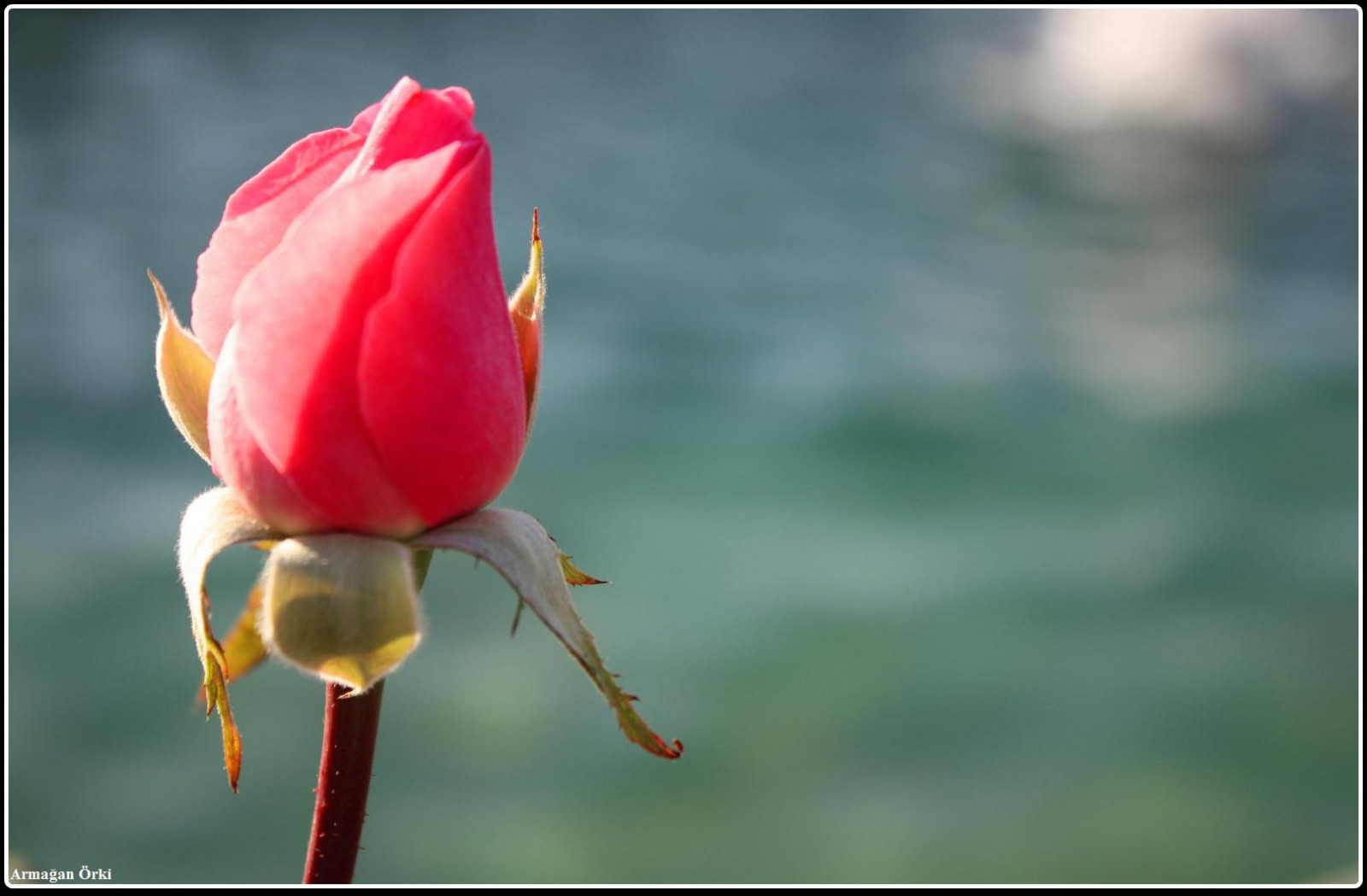 Červené, detailní, makro, krocan, růže, květ, bokeh, růžový, jaro, Izmir, květ, prozkoumat, rostlina, saariysqualitypictures, flóra, pupen, makro, gul, okvětní lístek, bazén, Béžová, Soe, impressedbeauty, thebestofday, g n neniyisi, rubyphotographer, shieldofexcellence, divoká rostlina, dragondaggerphoto, coth, Picnik, počítač tapeta, kvetoucí rostlina, zblízka, makro fotografie, závod stonek, zahradní růže, růže rodina, růže objednávka, Turkiye, Cicek, armaganorki, china rose, Bitki, Havuz, Pembe, inciralt