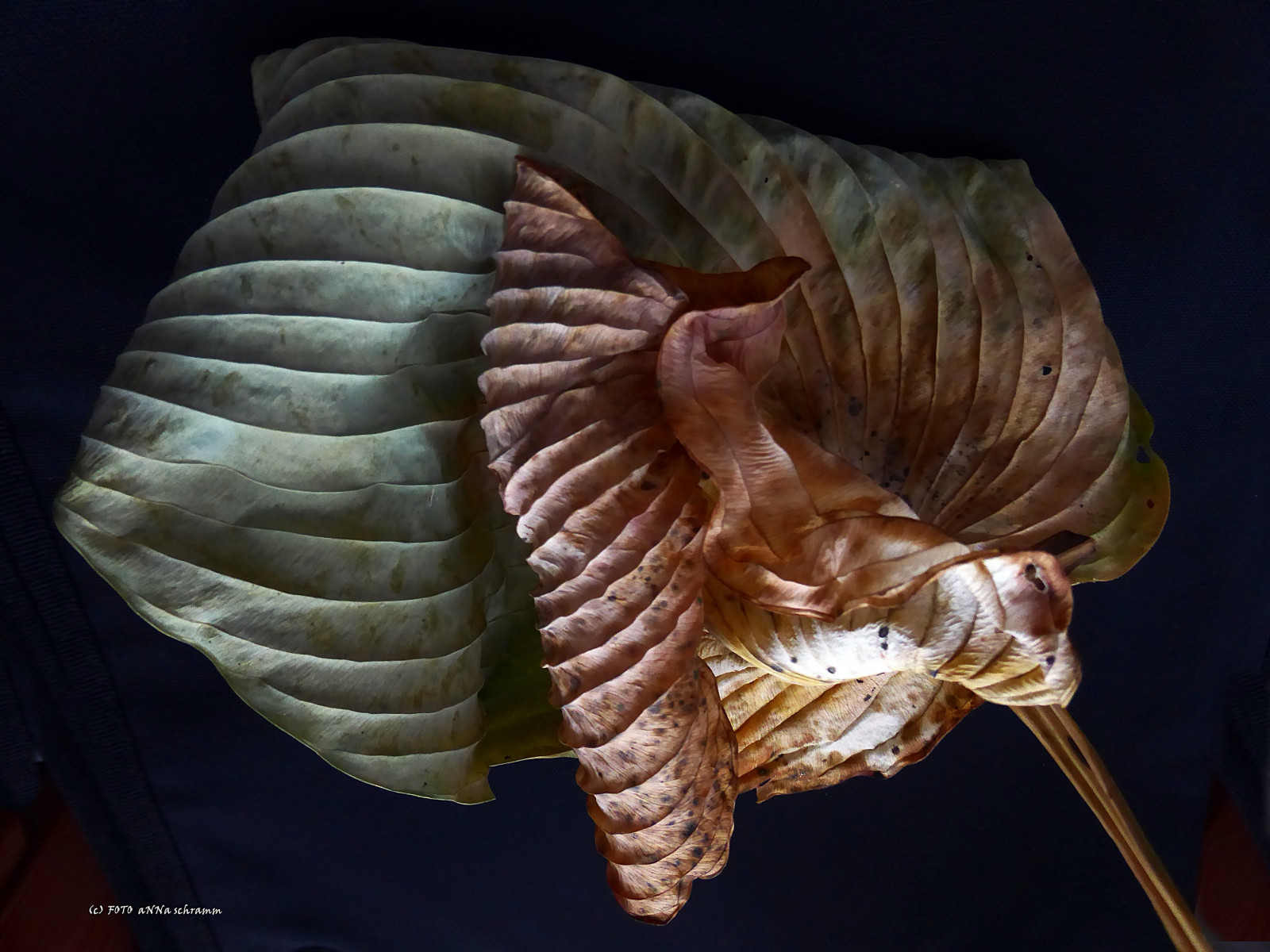 strisce, conchiglia, ARTE, flora, natur, arte, bl tter, organismo, mascella, lumaca di mare, conchiglia, Streifen, nautilida, conchology