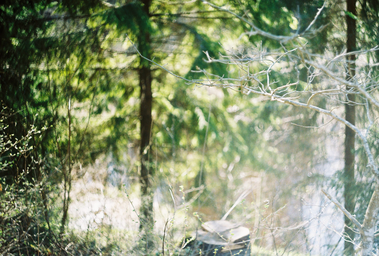 stromy, film, voda, listy, analogový, 35MM, řeka, jaro, les, Estonsko, bokeh, větve, zenit, větvičky, Eesti, zenitet