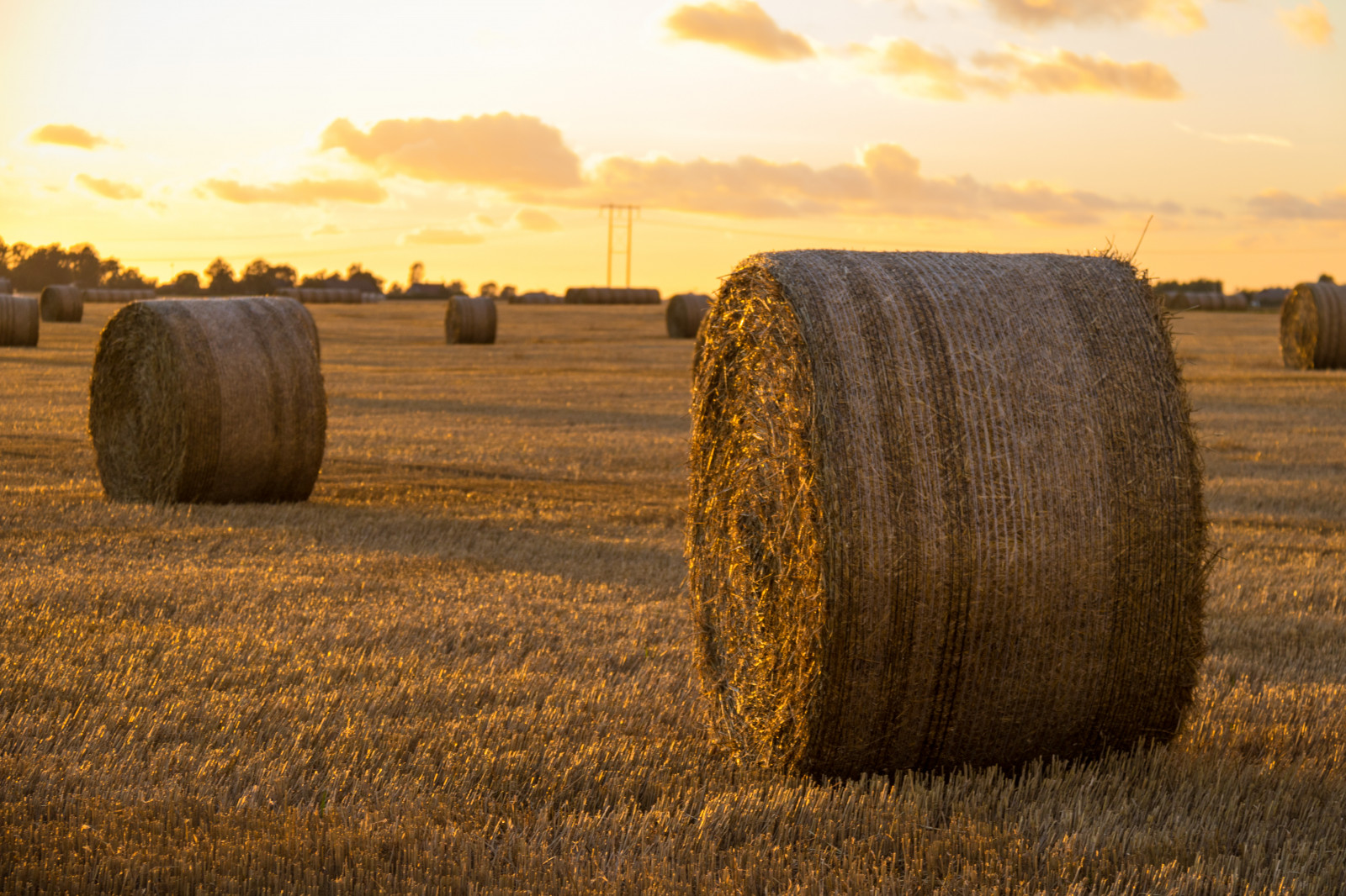 krajina, západ slunce, tráva, nebe, pole, ráno, hospodařit, sláma, seno, mrak, podzim, sklizeň, rostlina, zlatá hodina, nebe, solnedg ng, moln, s dersl tt, landskap, exif modelu canoneos760d, geocountry, Kamera aby kánon, geocity, Model fotoaparátu canoneos760d, geostate, geolocation, EXIF čočka efs18200mmf3556is, exif aby kánon, EXIF isospeed 125, EXIF otvor 50, s dra od, exif focallength 70mm, halmrulle, gyllenetimmen, stéblo, rohlíky, strawrolls, zemědělství, prérie, oříznutí, půda, venkov, tráva rodina