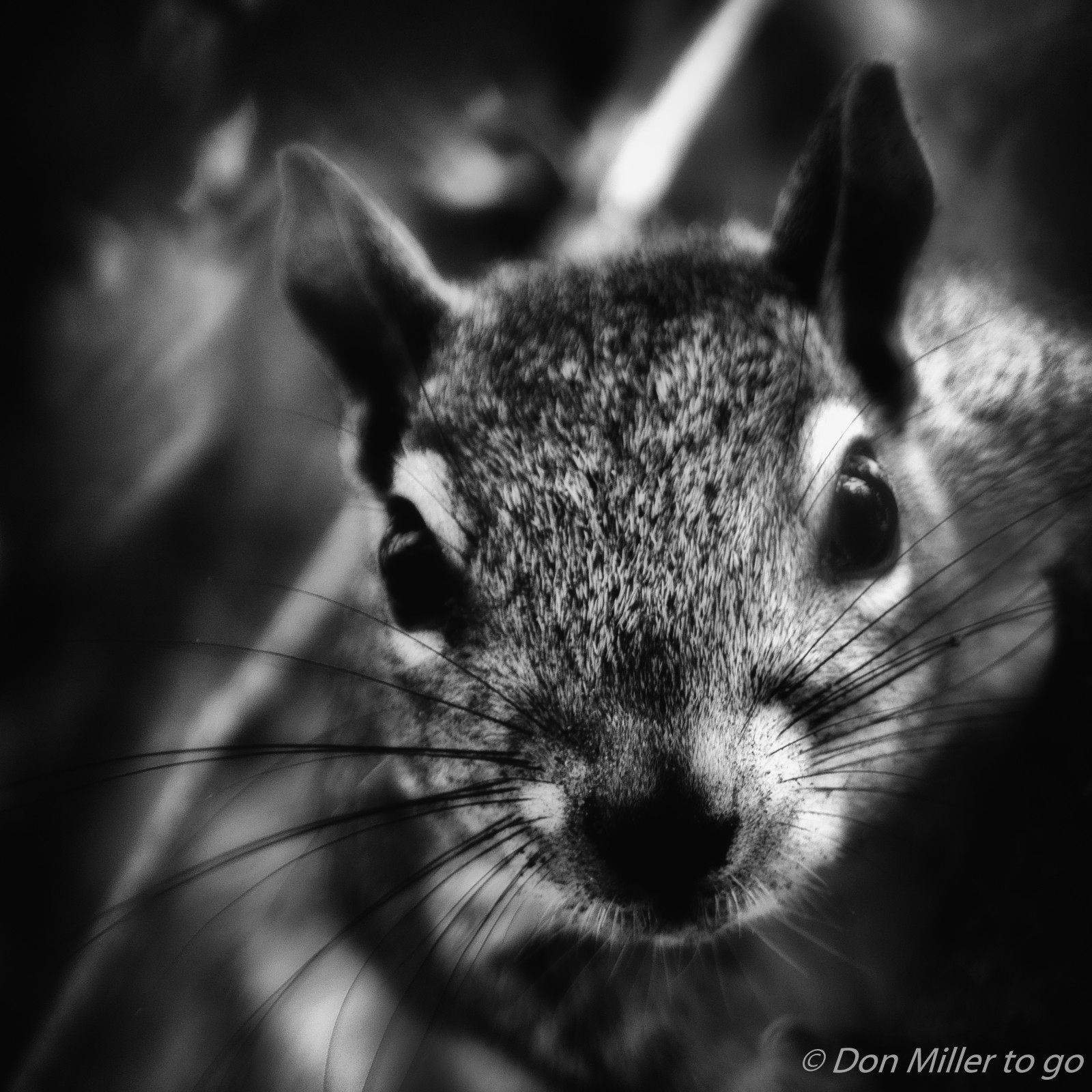 ดำ, สัตว์, ขาวดำ, ธรรมชาติ, การถ่ายภาพ, กระรอก, สัตว์ป่า, เครา, ฟลอริด้า, หนู, ดำและขาว, ดอกไม้, bw, ดำขาว, onawalk, blackandwhitephotography, bphotography, d5500, Millerville, nik, เมาส์, สัตว์ป่า, สัตว์เลี้ยงลูกด้วยนม, ดำและขาว, ถ่ายภาพขาวดำ, สัตว์มีกระดูกสันหลัง, ใกล้ชิด, การถ่ายภาพมาโคร