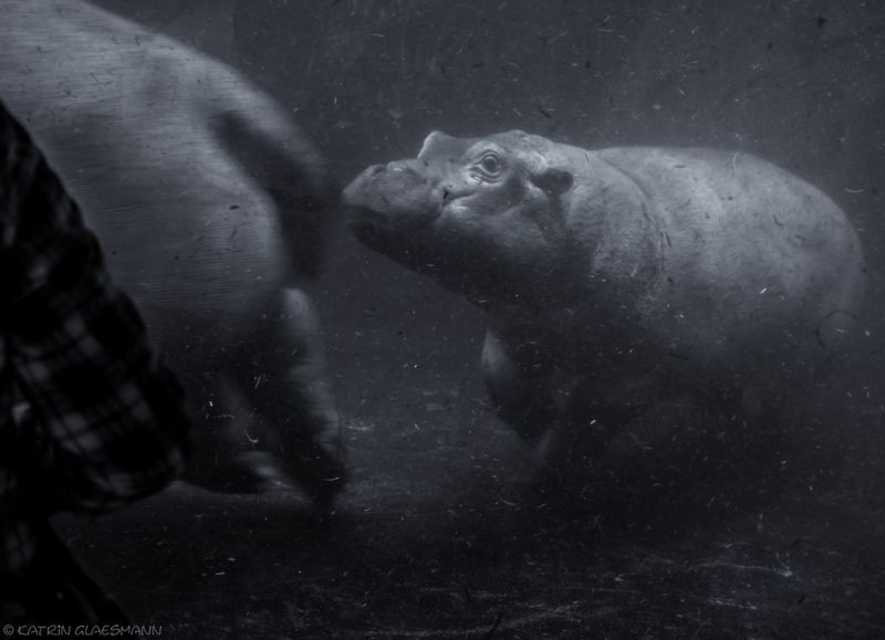 fauna, Volně žijících živočichů, Černá, Černý a bílý, monochromatické fotografování, fotografování fauna, Volně žijících živočichů, Černá, Černý a bílý, monochromatické fotografování, fotografování