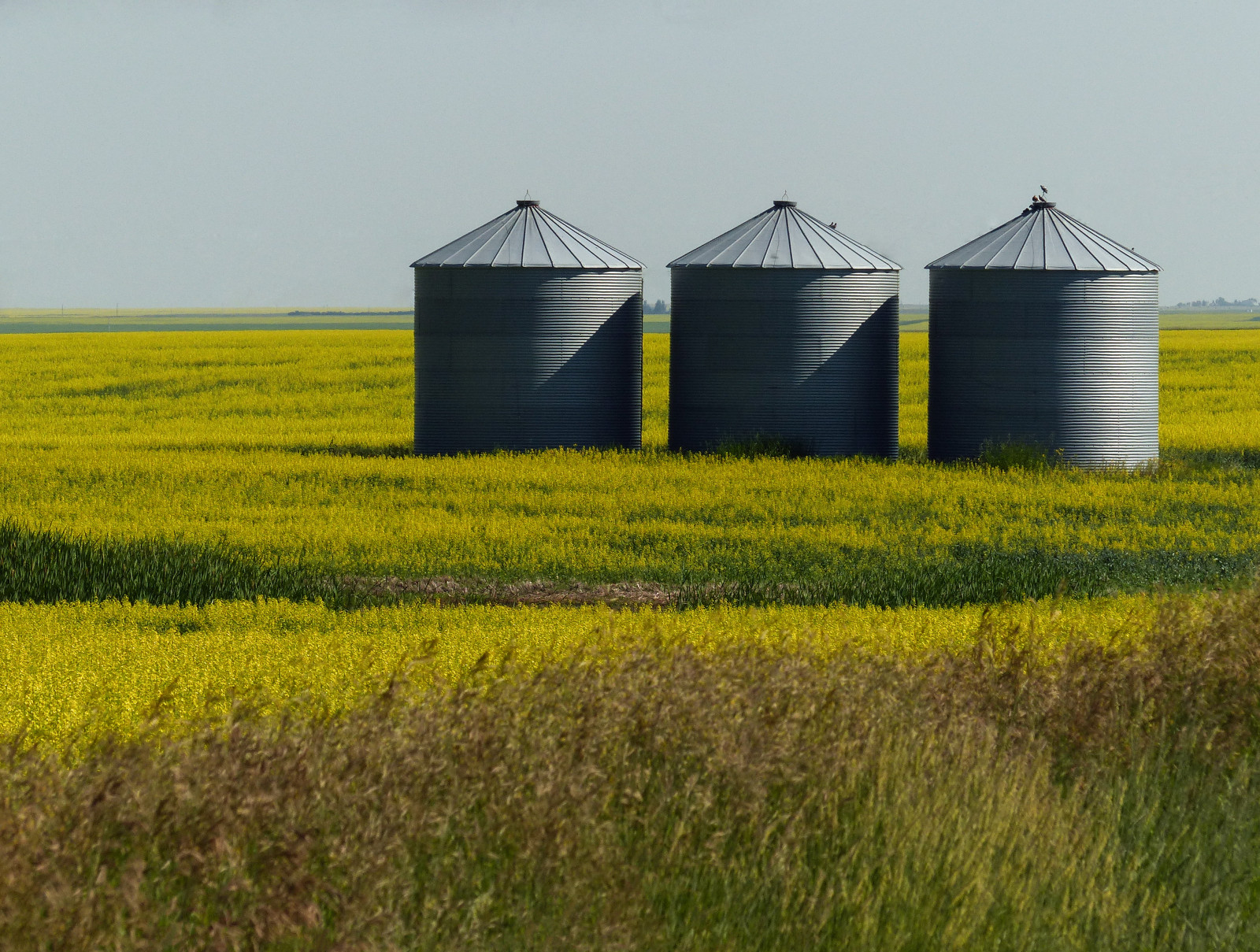 barvitý, Příroda, tráva, pole, žlutý, hospodařit, kov, Kanada, Alberta, venkovský, silo, řepkového, polního, země, vibrující, lučina, prozkoumat, barvitý, venkov, řepka, tři, zemědělství, louka, lumix, prostý, dech beroucí, energie, prérie, pointandshoot, oříznutí, ruralscene, fz200, panasonicdmcfz200, venkov, vyrobit, tráva rodina, brassica, pozemek pozemek, hořčice závod, hořčice a zelí rodina, ekoregion, annkelliott, anneelliott, sila, seofcalgary, Franklakearea, Zajímavost63, Explore2014july14