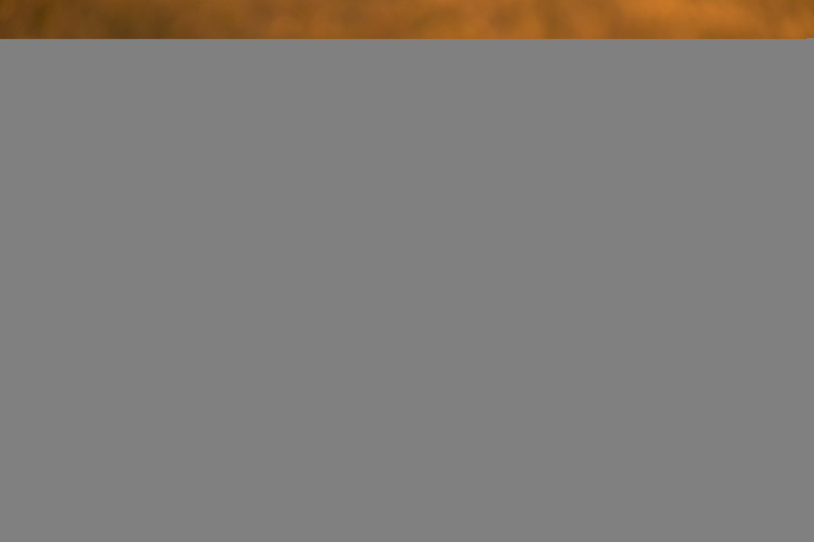 campo, legna, testo, Marrone, modello, marca, fiore, girasole, blomma, Lund, solros, Materiale, design, linea, f lt, immagine dello schermo, font