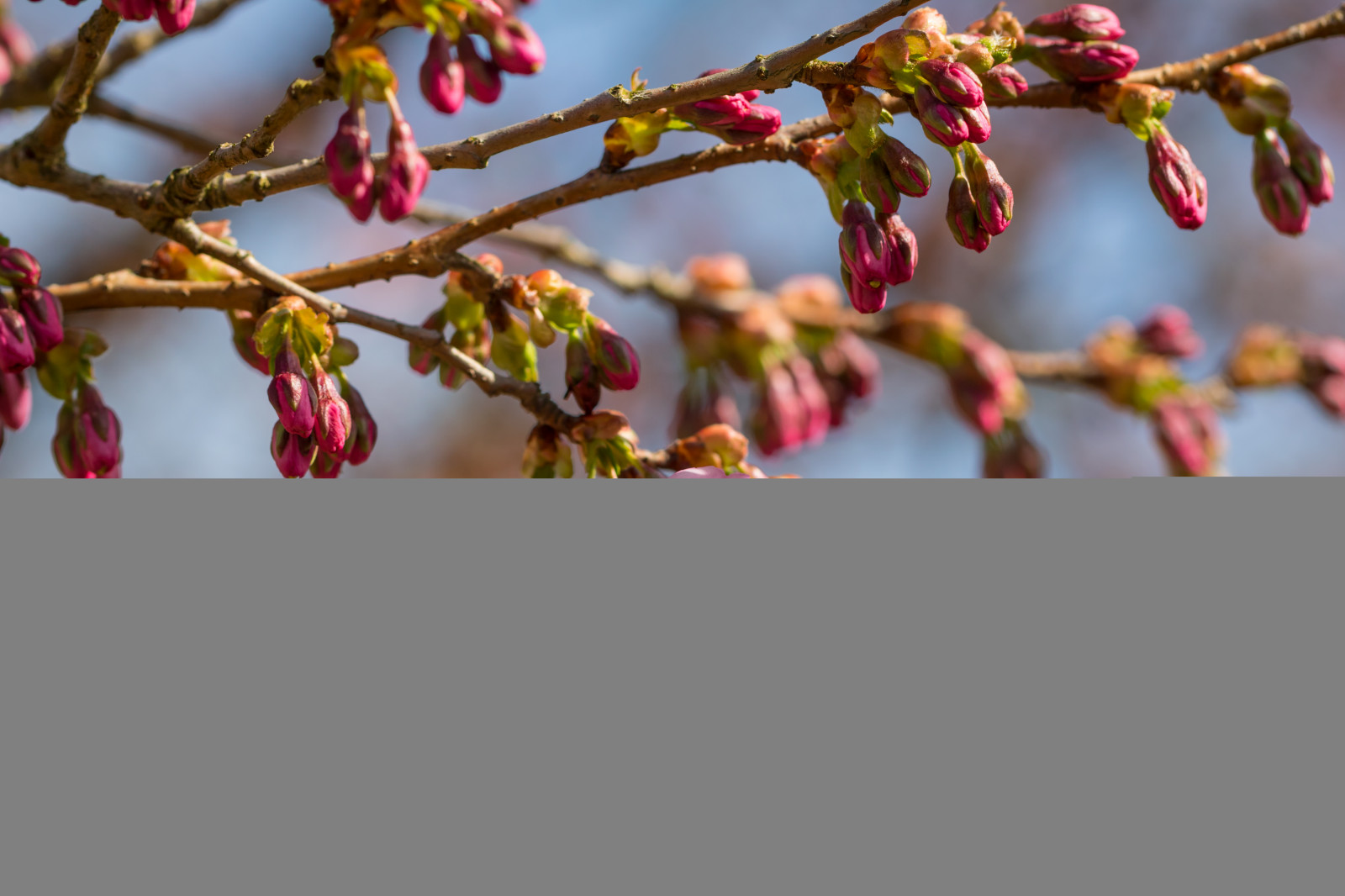 jídlo, Červené, větev, ovoce, květ, růžový, jaro, strom, list, květ, rostlina, sezóna, Třešňový květ, flóra, Blomma, v r, jaro, Alnarp, Blom, k RSB rsblom, rosa, větvička, vyrobit, suchozemská rostlina, kvetoucí rostlina, keř, makro fotografie