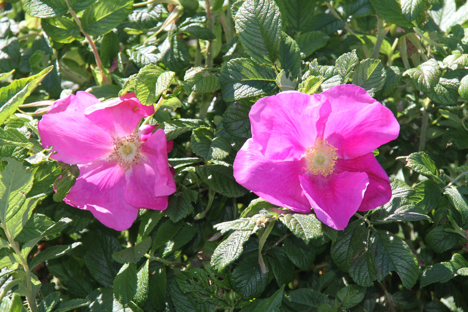moře, růže, ibišek, květ, rostlina, flóra, přístav, okvětní lístek, Vellinge, botanika, suchozemská rostlina, kvetoucí rostlina, keř, jednoletá rostlina, zahradní růže, růže rodina, čínský ibišek, růže keltská, rosa rugosa, china rose