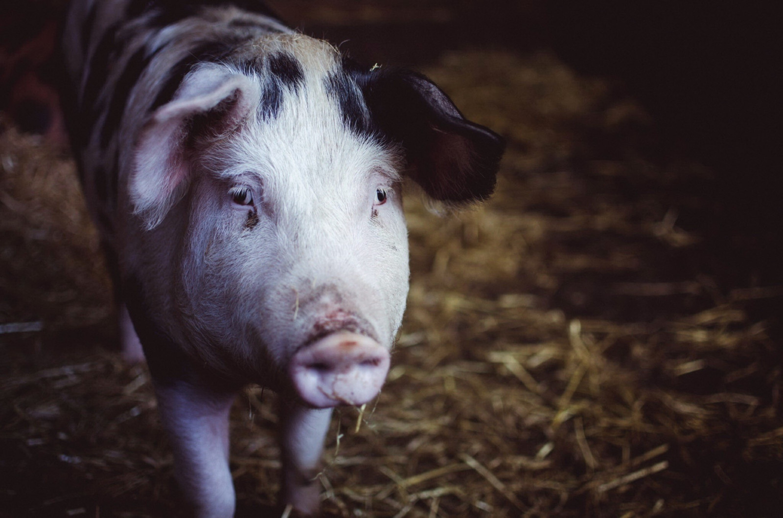 dyr, svin, svin, fauna, pattedyr, hvirveldyr, kvæg som pattedyr, tamsvin, gris lignende pattedyr