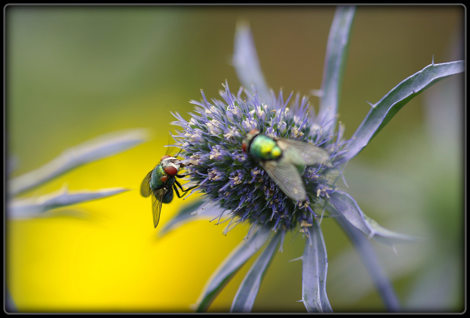 UMĚNÍ, Příroda, Německo, Létat, tvořivý, kolínská, Marco, Oberberg, Distel, Eryngium, supershot, flickrsbest, golddragon, platinumphoto, colorphotoaward, theunforgettablepictures, goldstaraward, magicdonkeysbest, vanagram, goldenvisions