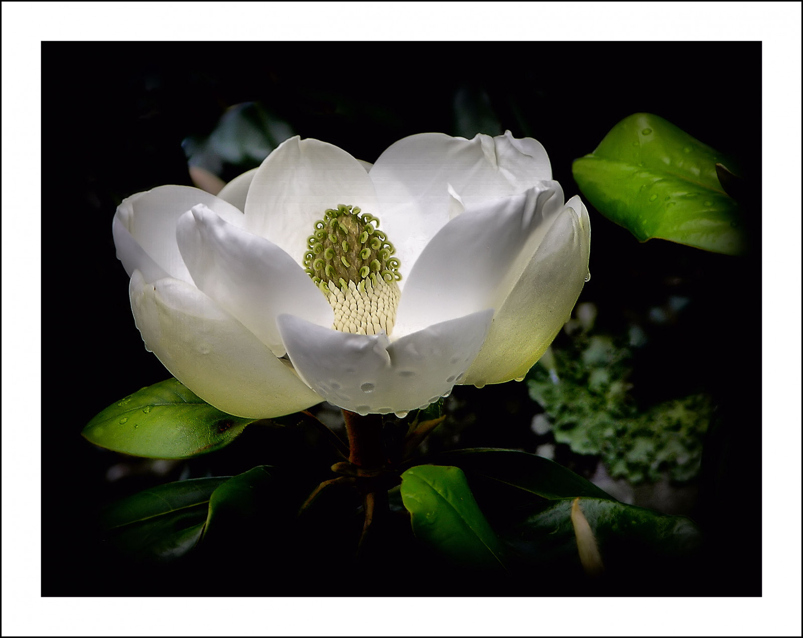 Příroda, jaro, Florida, magnólie, jaro, Nikoncoolpix8700, Southernusa, Magnoliablooms, abigfave